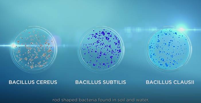 فوائد البروبيوتيك bacillus clausii
